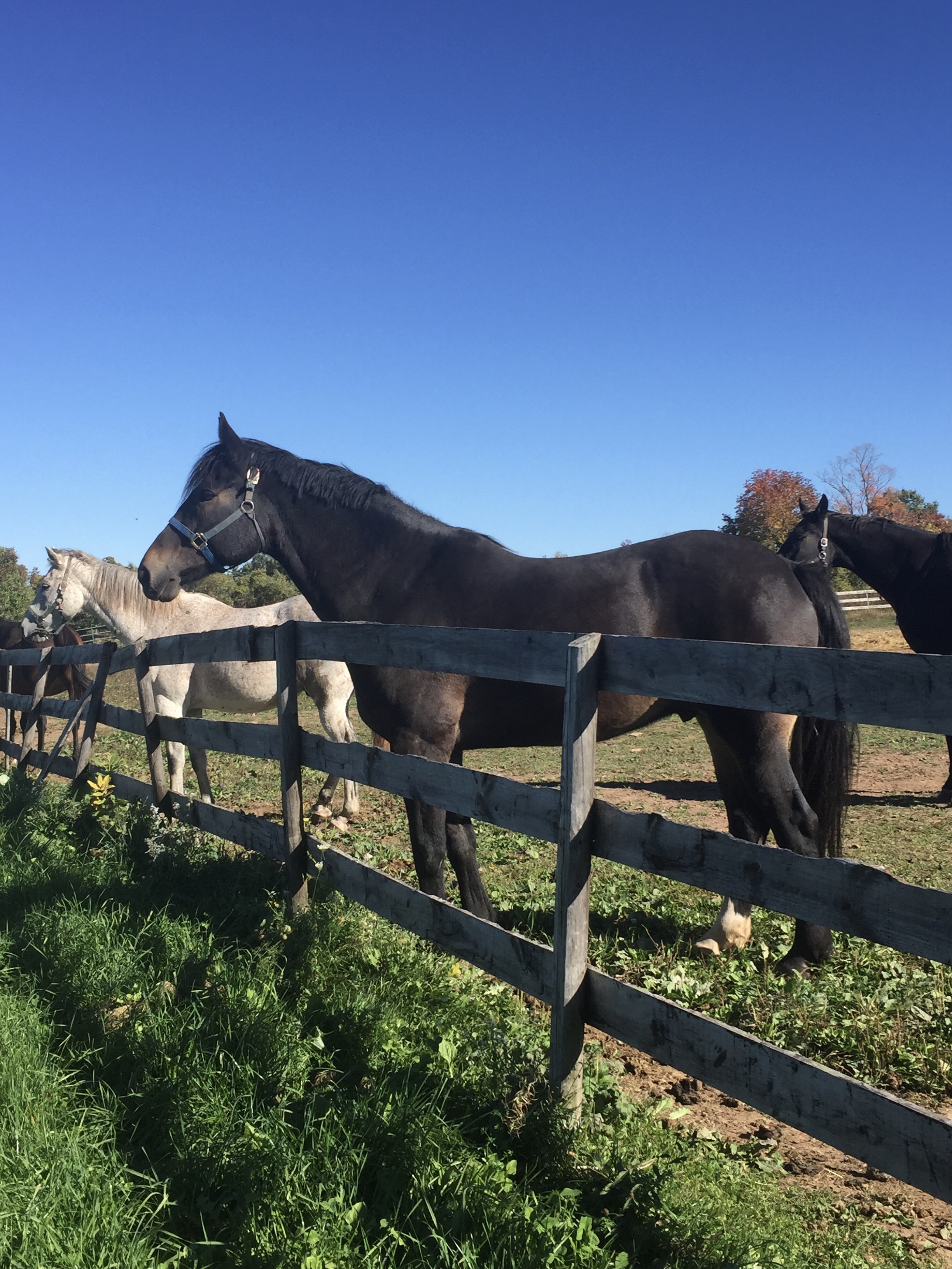 equine_retirement_andre.jpg