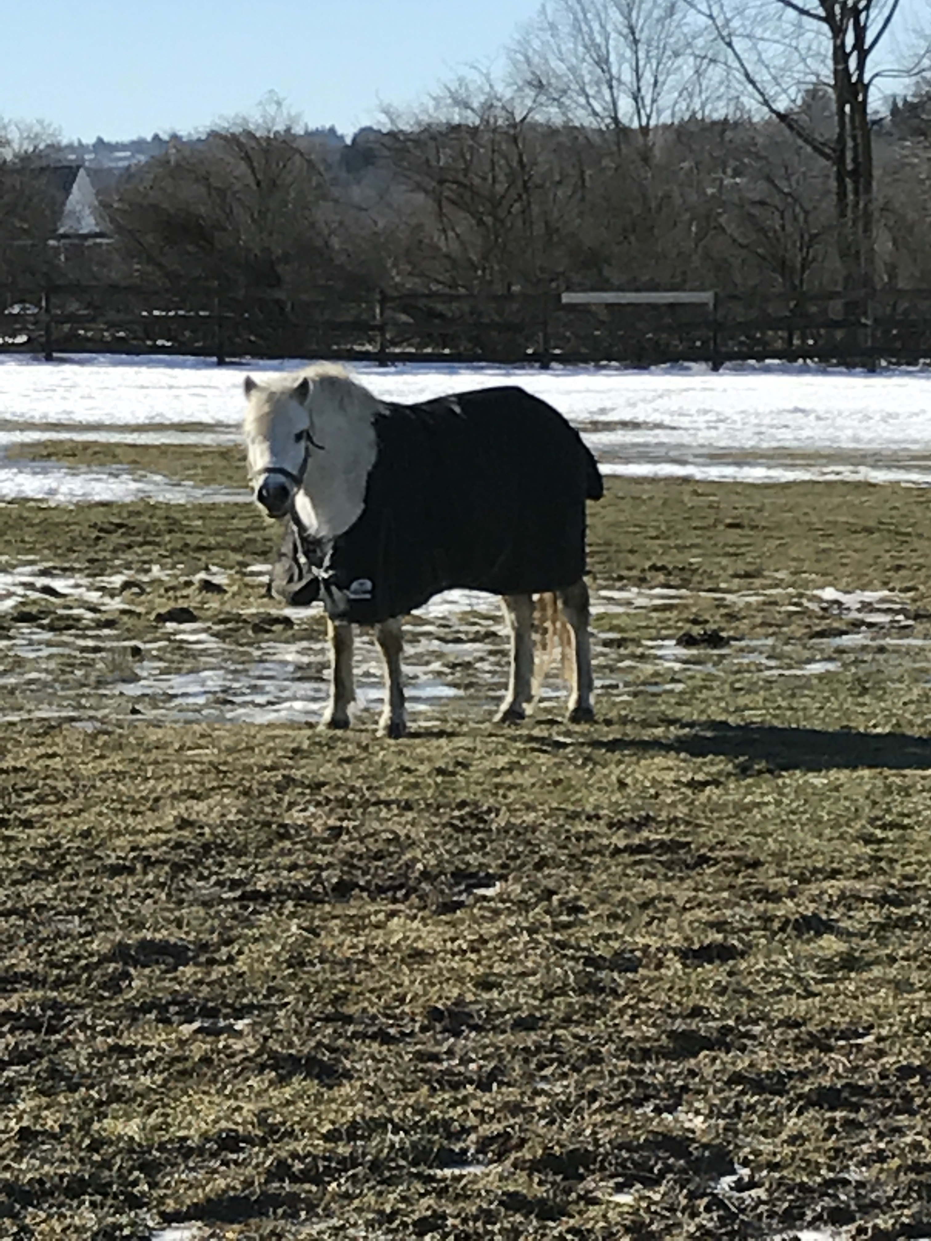 horse_retirement_gidget.jpg