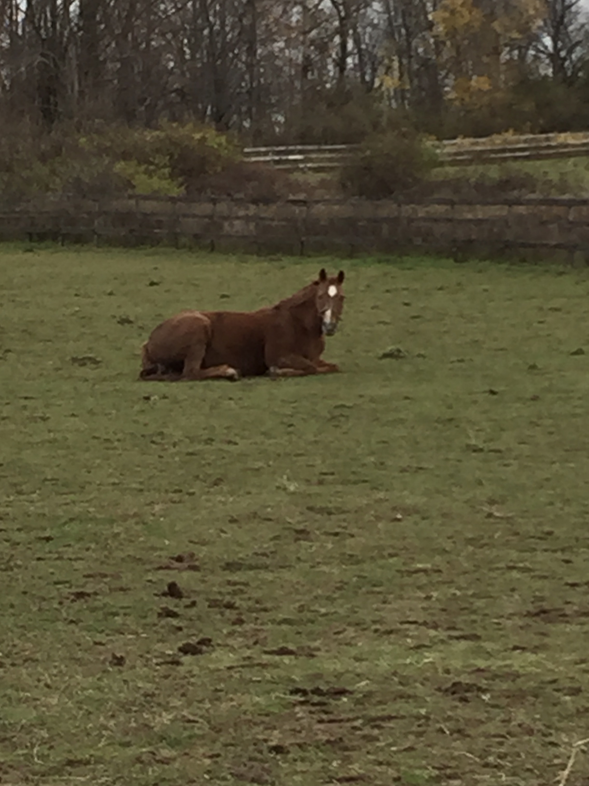 horse_retirement_laying.jpg