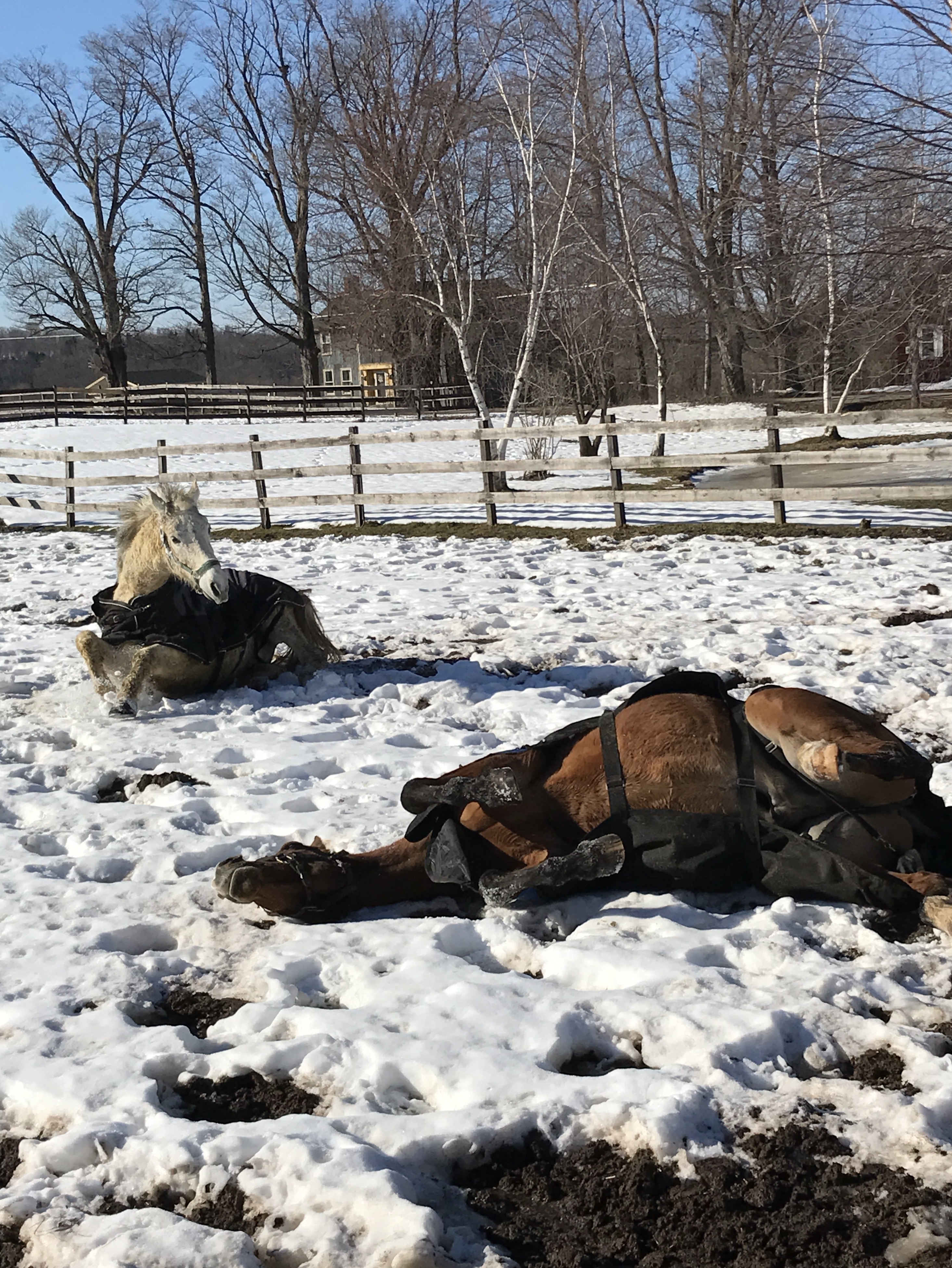 horse_retirement_snow.jpg