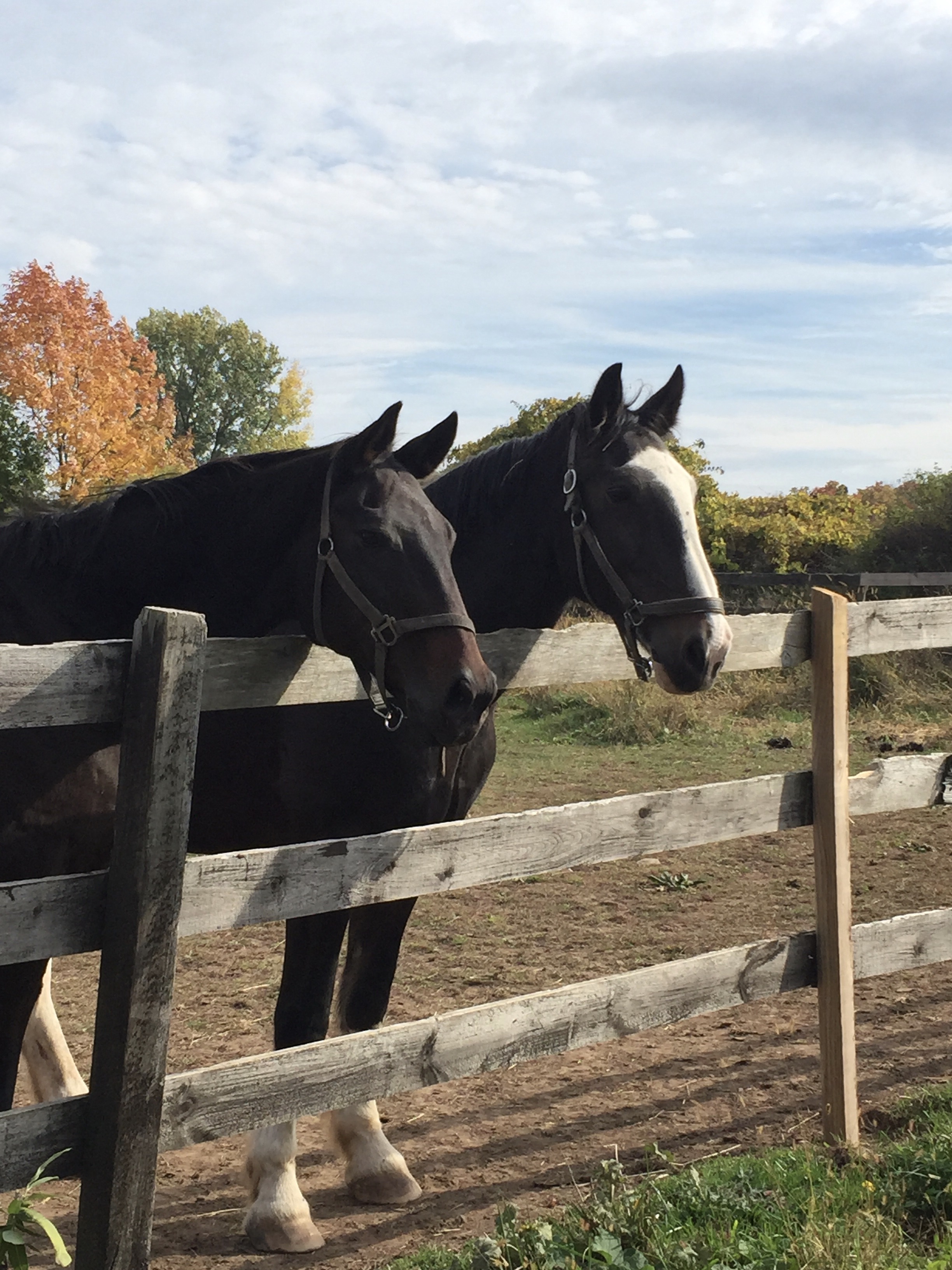 retirement_horse_boarding.jpg