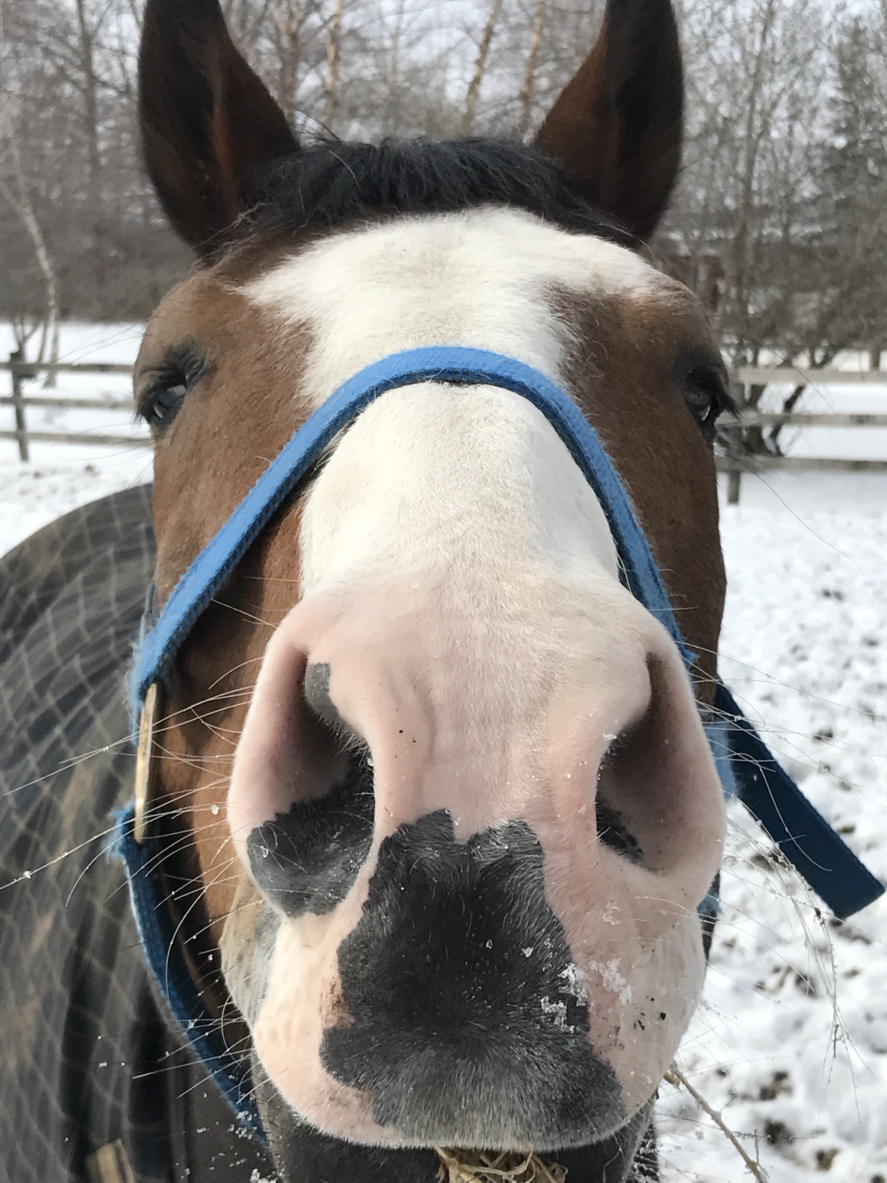 retirement_horse_boarding_lightning.jpg